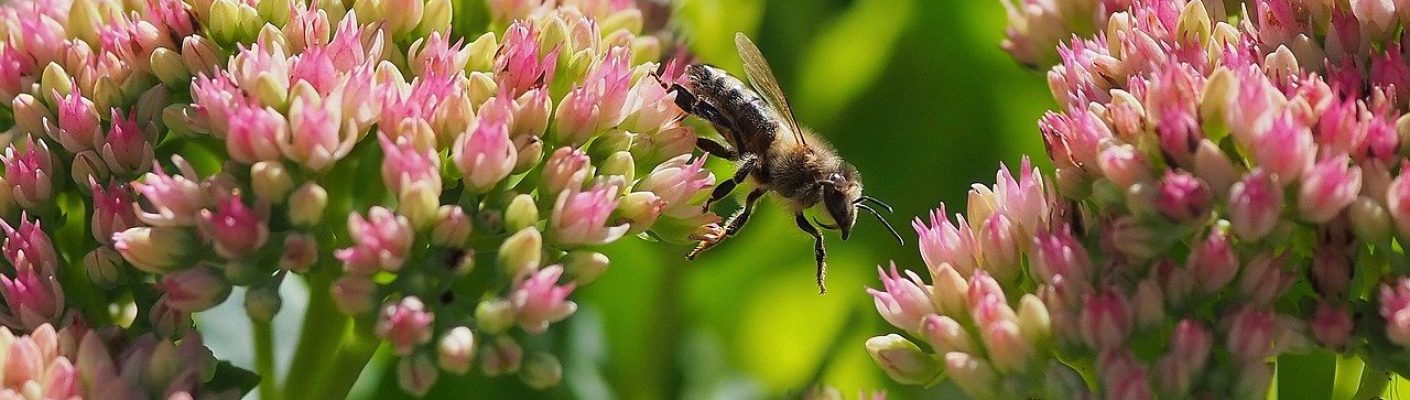 bee, insect, pollen-8233626.jpg
